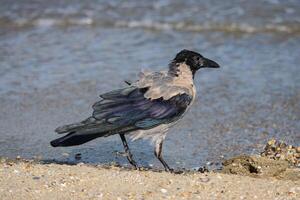 Close up photo of a hooded crow relaxing on the beach