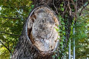 Photo of cut down tree bark with abstract pattern