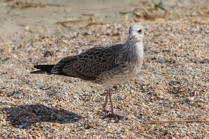 Photo of a seagull relaxing by the sea shore