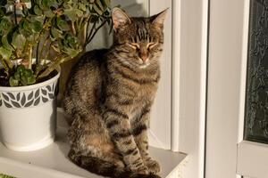 cerca arriba foto de un adorable linda gato relajante