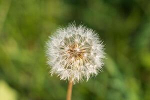 Macro photo of a dandelion