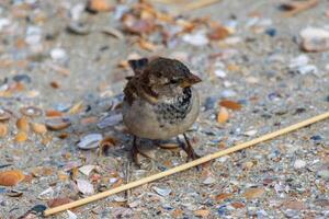 Close up photo of a sparrow on the beach