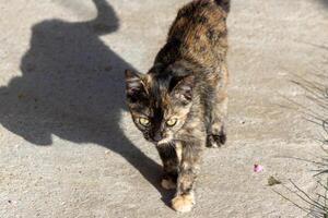 Closeup photo of cute baby kitten