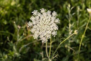 Macro photo of a white flower with beautiful abstract patterns