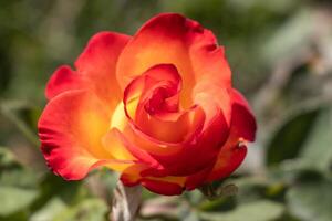 Macro photo of a vibrant red rose