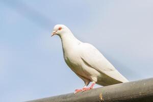 Close up photo of a a beautiful vibrant city pigeon