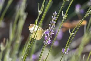 macro foto de un mariposa Bebiendo néctar desde un flor