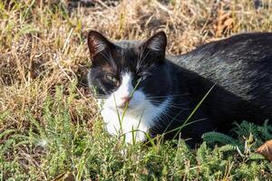 cerca arriba foto de un adorable gato