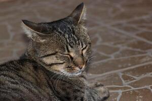 Close up photo of an adorable cat