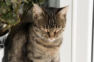 cerca arriba foto de un adorable linda gato relajante