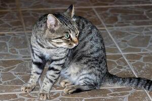 Close up photo of an adorable cat