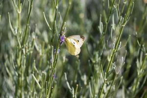 Butterfly with two black spots on each wing photo