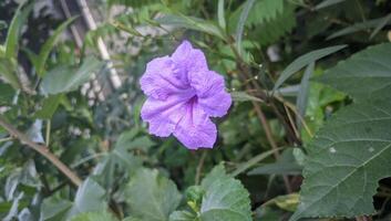 un púrpura flor es en el medio de algunos verde hojas foto