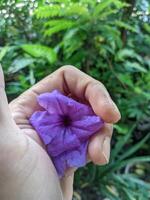 a hand holding a purple flower in front of green plants photo