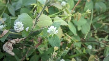 un pequeño blanco flor es creciente en el césped foto