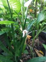 a plant with a white flower in the middle of it photo