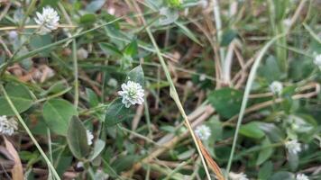 a small white flower is growing in the grass photo