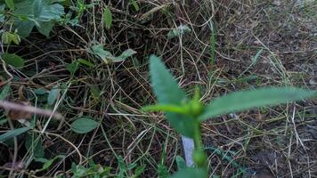 a small plant with green leaves and buds photo