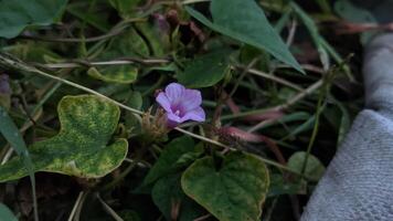 a pink flower is growing in the grass next to a wall photo