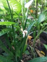 a plant with a white flower in the middle of it photo