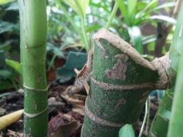 un cerca arriba de un bambú planta con un verde vástago foto