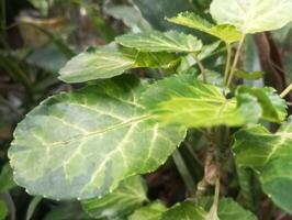 a plant with green leaves and white flowers photo