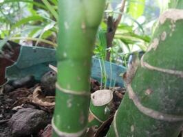 a close up of a plant with a small white object photo