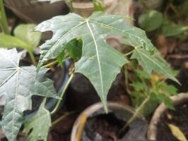 un planta con verde hojas y blanco flores foto