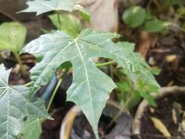 un cerca arriba de un hoja en un planta foto