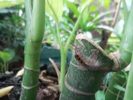 a close up of a bamboo plant with leaves photo