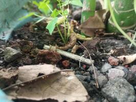 un pequeño planta creciente en un maceta con suciedad y rocas foto