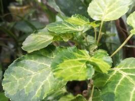 a close up of a leaf on a plant photo