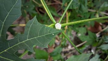 a close up of a leaf with a flower on it photo