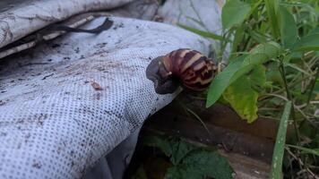 a snail crawling on top of a white sheet photo