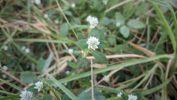 a small white flower is growing in the grass photo