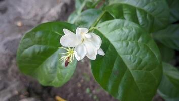 a white flower with green leaves in the garden photo