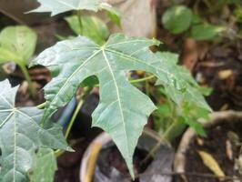 un cerca arriba de un hoja en un planta foto