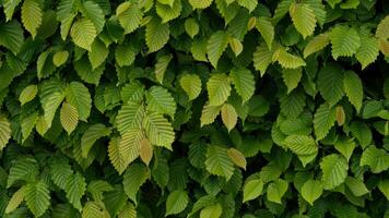 Green leafy bush wallpaper photo