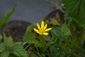 Lesser celandine by the pond photo