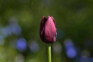 Tulip continental flower photo