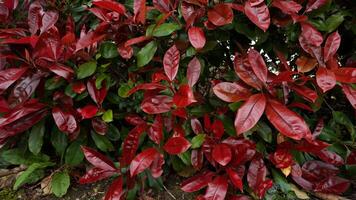 Red leafed bush wallpaper photo