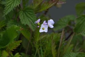 Cuckoo flower by the pond photo