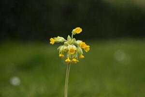 Cowslip flower in the park, closeup photo