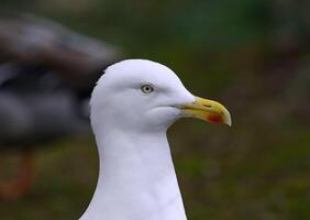 Lesser black-backed gull head closeup photo