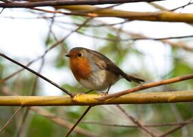 European robin on branch photo