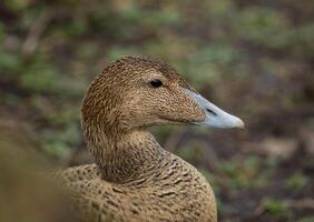 Eider duck, female head closeup photo