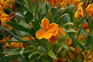 Erysimum, orange wallflower photo