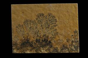 Dendrite crystallization on limestone photo