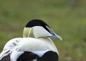 Eider duck, male head closeup photo