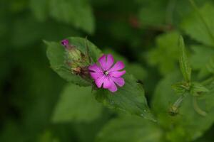 Red champion, tiny pink flower photo